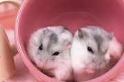 新手养什么仓鼠好养活