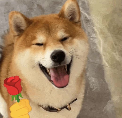 狗1岁＝人7岁？其实是错误的，狗狗最新年龄换算表来了！