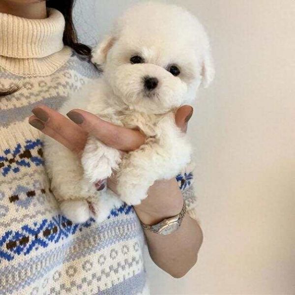 狗1岁＝人7岁？其实是错误的，狗狗最新年龄换算表来了！