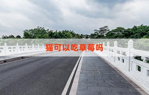 猫可以吃草莓吗