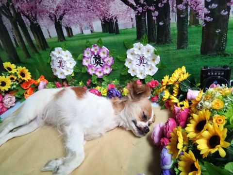 南京宠物狗死亡处理服务