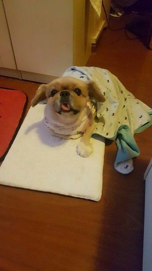狗狗鲜食——青壮年食谱的做法步骤 第10步