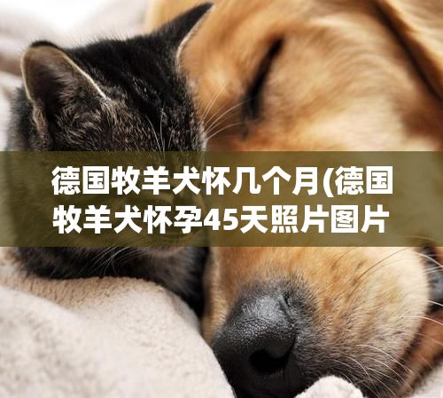 德国牧羊犬怀几个月(德国牧羊犬怀孕45天照片图片)