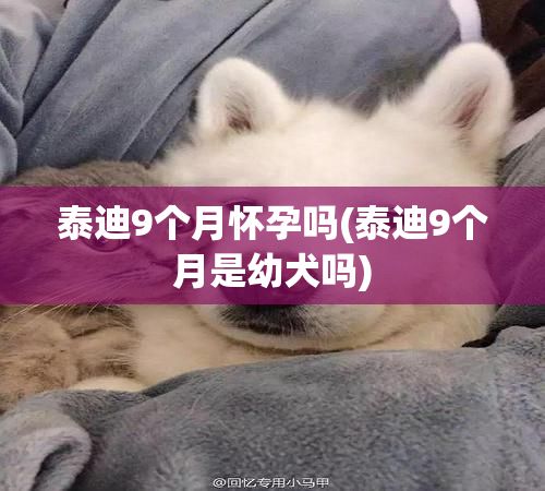 泰迪9个月怀孕吗(泰迪9个月是幼犬吗)