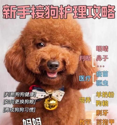 了解狗狗的生长发育规律，轻松判断狗狗的年龄（了解狗狗的生长发育规律，轻松判断狗狗的年龄）