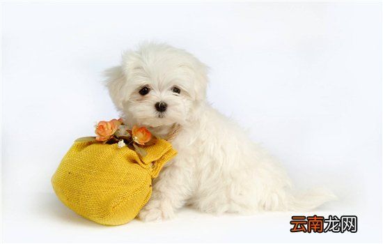 狗狗自制狗饭?科学为狗狗配制犬粮的方法