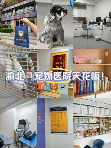 渝北宠物医院天花板！！！