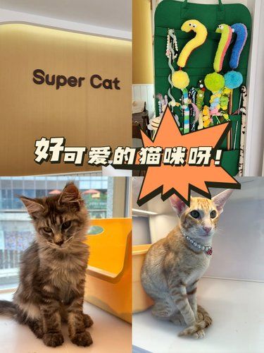  领养猫咪的温馨体验  