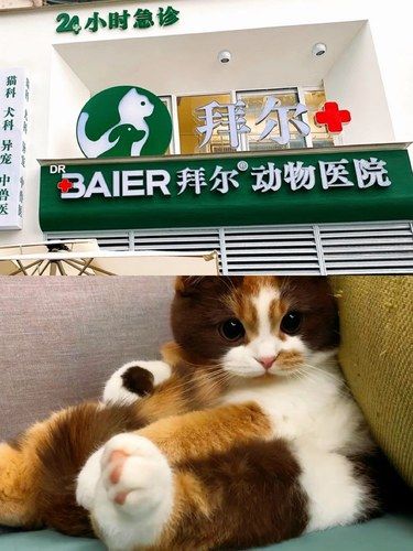 光环这家古希腊掌握喵命的神！！！