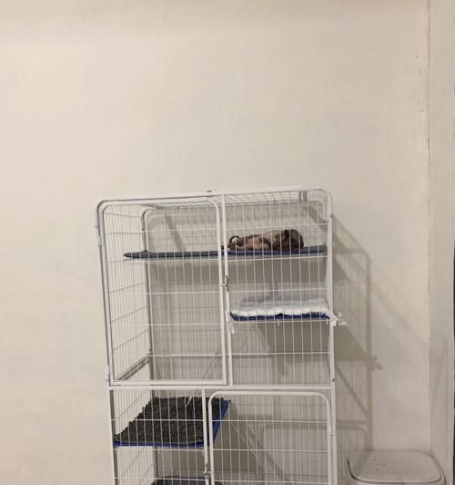 让宠物猫不再厌倦笼子（打造舒适的家庭环境）