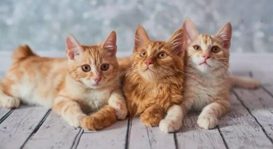 宠物猫咪的寿命一般有多久?
