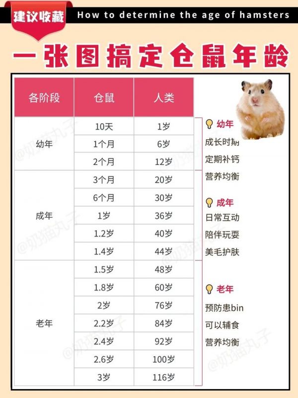 仓鼠的寿命,仓鼠的寿命有多长