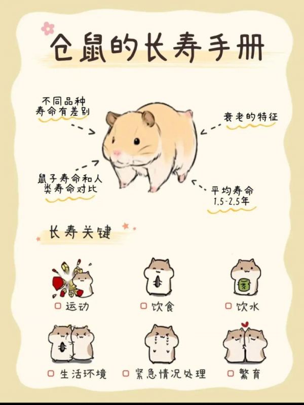 仓鼠的寿命,仓鼠的寿命有多长