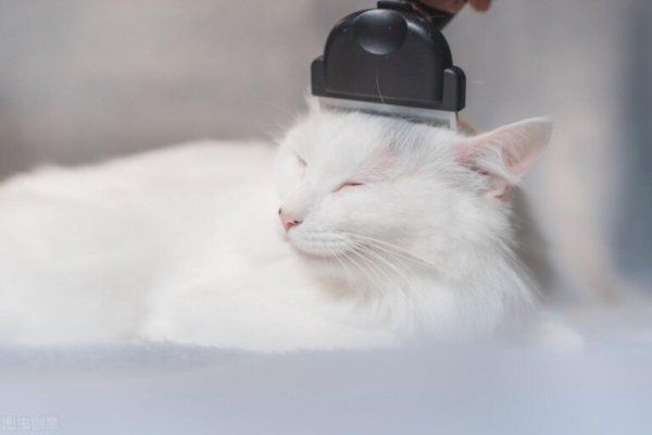猫毛球症什么症状？