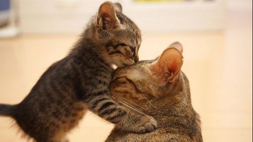动物心理学:猫咪的母性研究