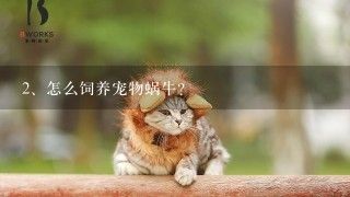 怎么饲养宠物蜗牛？