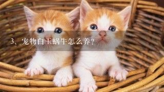 宠物白玉蜗牛怎么养？