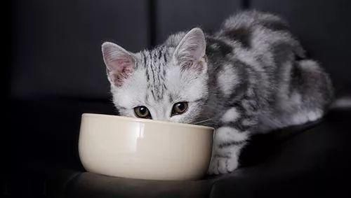 中国：5000万空巢青年和5000万宠物猫