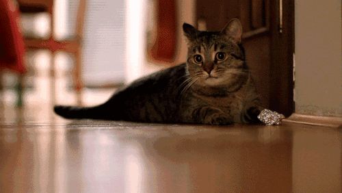 中国：5000万空巢青年和5000万宠物猫