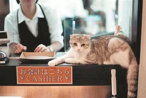 中国：5000万空巢青年和5000万宠物猫