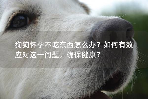 狗狗怀孕不吃东西怎么办？如何有效应对这一问题，确保健康？