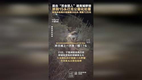 直击“赏金猎人”通宵捕野猪 抓到15头已无公害化处理 