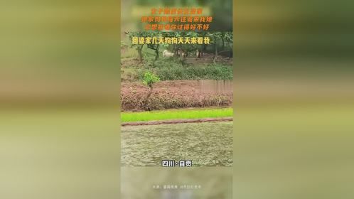 女子婚后住在婆家娘家狗狗每天往返来找她，它想知道你过得好不好