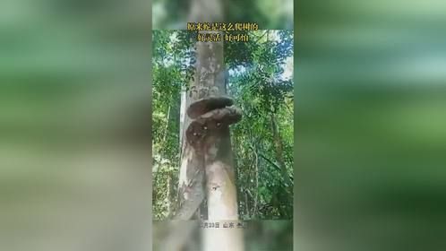 原来蛇是这么爬树的，好灵活 好可怕