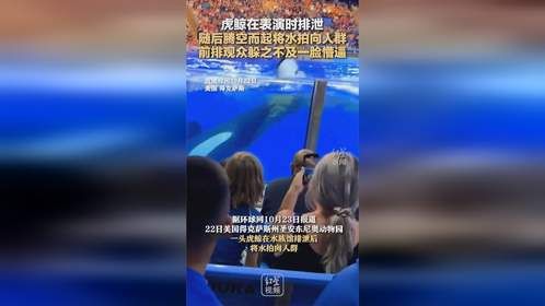 虎鲸在表演时排泄 随后腾空而起将水拍向人群 