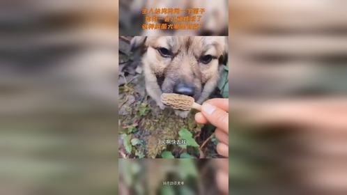 主人给狗狗闻一下菌子狗狗一会儿就找到了，这种缉菌犬哪里有卖？