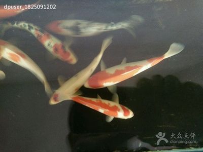 观赏鱼社区（fish3000观赏鱼社区） 祥龙金禾金龙鱼 第2张