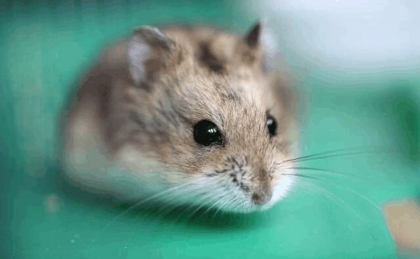 仓鼠的寿命一般多长?平均寿命为2.5年左右