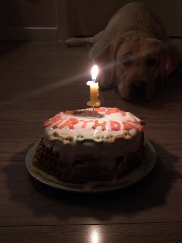 简单美味的狗狗生日蛋糕的做法