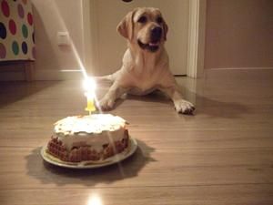 简单美味的狗狗生日蛋糕的做法 步骤11