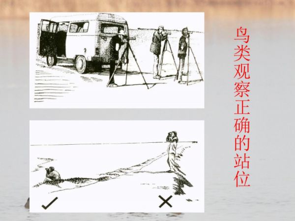 鸟类野外观察方法PPT