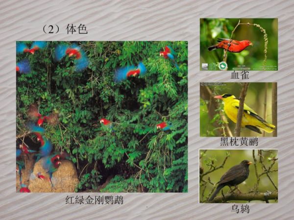 鸟类野外观察方法PPT