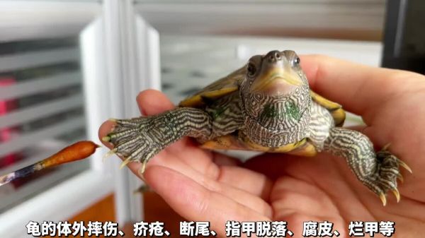 养龟必备好物推荐之“碘伏”,使用率最高的体外消毒剂!
