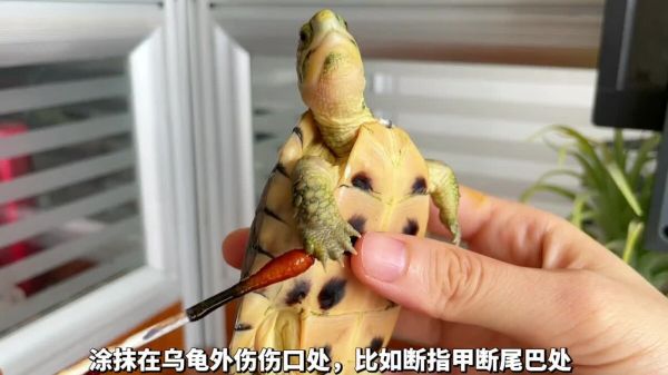 养龟必备好物推荐之“碘伏”,使用率最高的体外消毒剂!