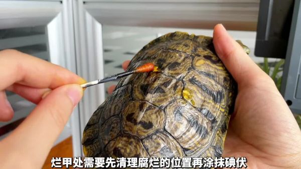 养龟必备好物推荐之“碘伏”,使用率最高的体外消毒剂!