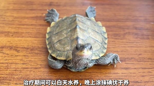 养龟必备好物推荐之“碘伏”,使用率最高的体外消毒剂!