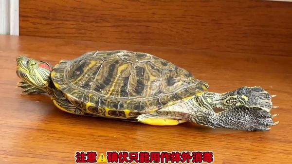 养龟必备好物推荐之“碘伏”,使用率最高的体外消毒剂!