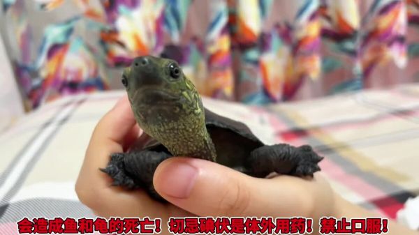 养龟必备好物推荐之“碘伏”,使用率最高的体外消毒剂!