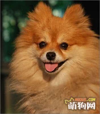 减肥5招：塑造狗狗完美体态