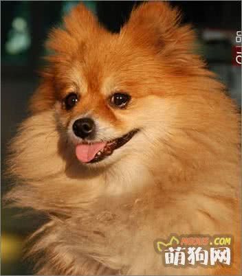 减肥5招：塑造狗狗完美体态