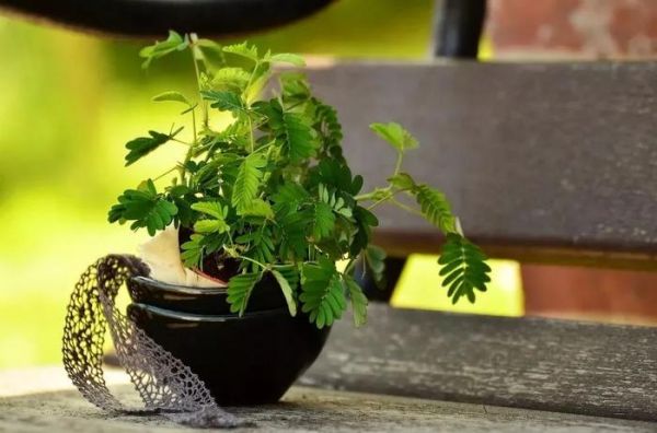 适合养成宠物的几种盆栽植物