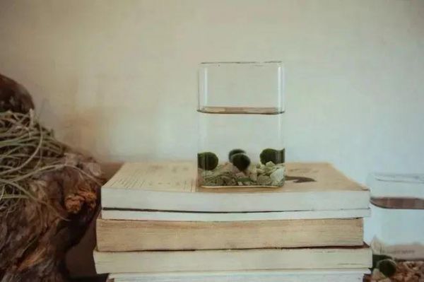 适合养成宠物的几种盆栽植物