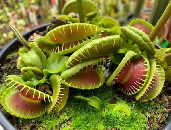 适合养成宠物的几种盆栽植物