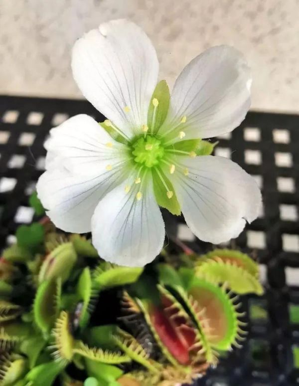适合养成宠物的几种盆栽植物
