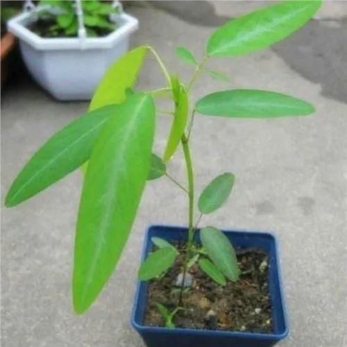 适合养成宠物的几种盆栽植物