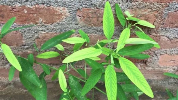 适合养成宠物的几种盆栽植物